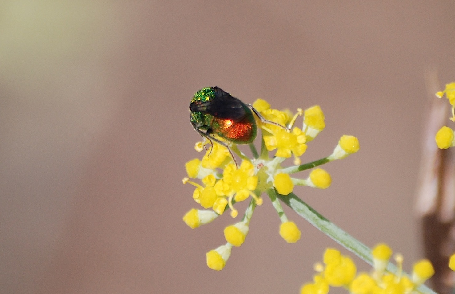 Id 1: Holopyga sardoa (Chrysididae)